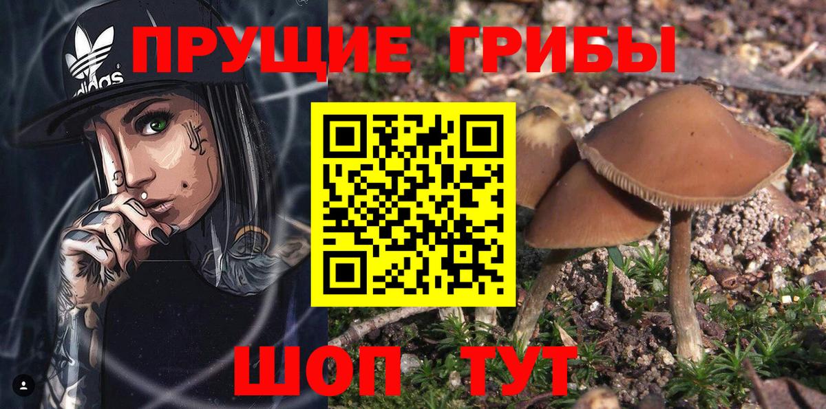 дарнет шоп  Галлюциногенные грибы Psilocybe  Карасук  Вход с VPN  Псилоцибиновые грибы прущие грибы 